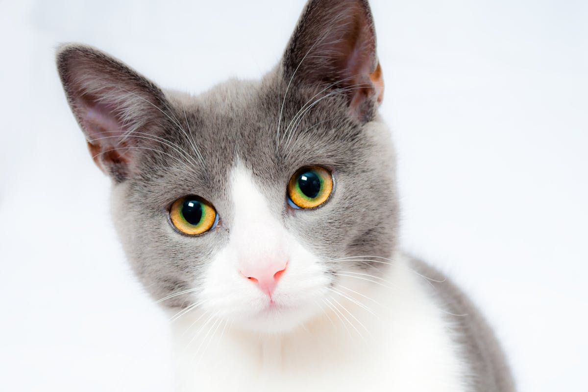 Katze fängt Maus nicht - warum Warum fängt meine Katze die Maus nicht
